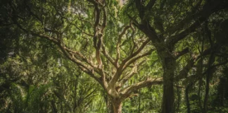 Forêts, climat et finance