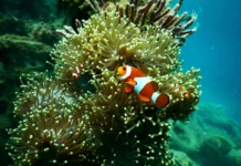 récif mésoaméricain