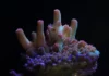 Régénérer les récifs coralliens : le projet Canon × Coral Spawning International Canon × Coral Spawning International