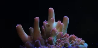 Canon × Coral Spawning International