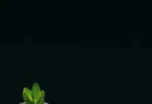 debt-for-nature swaps