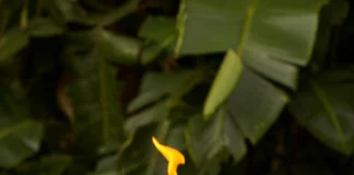 Monde à +2°C : incertitudes climatiques, bouleversements écologiques et impacts sur l’économie mondiale +2°C