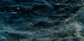 or bleu